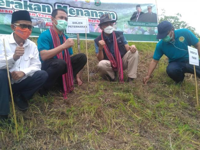 Setda KLU H Rusdi Harap Menanam Hijauan Pakan Ternak Menjadi Gerakan Masif di KLU